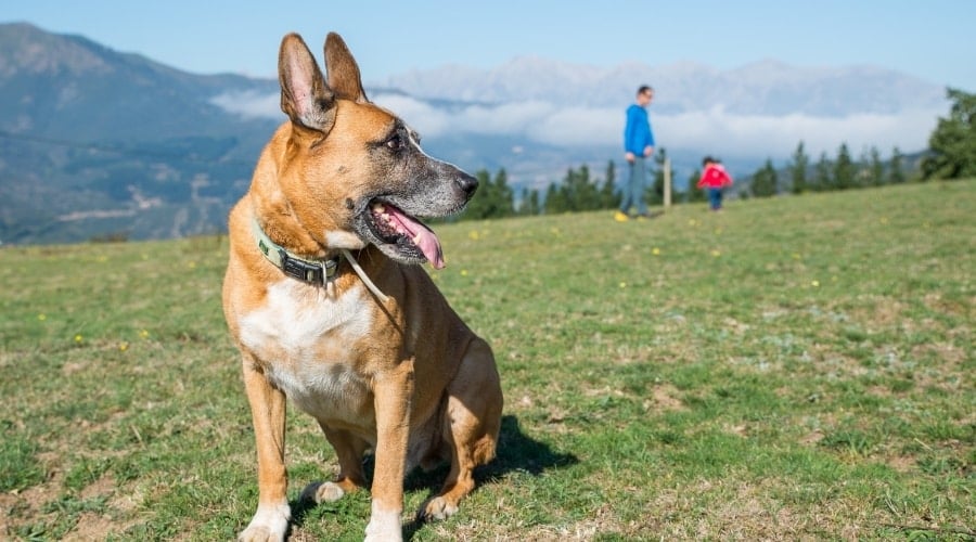 Boxer Shepherd Outdoors