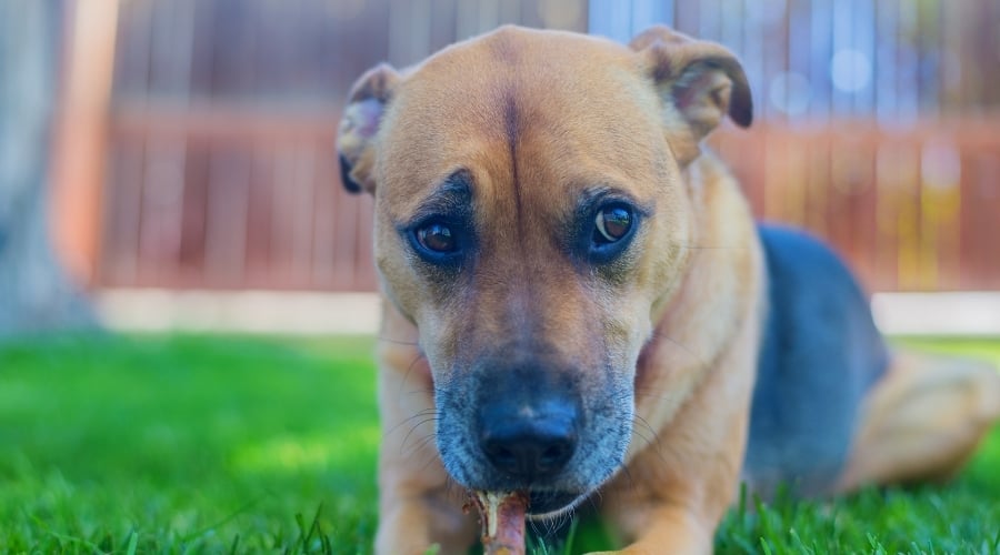 Boxer Shepherd in Grass