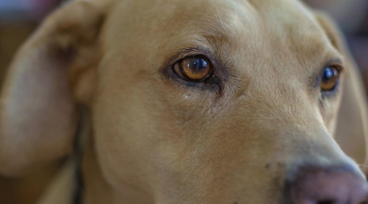Boxer Weimaraner mix.