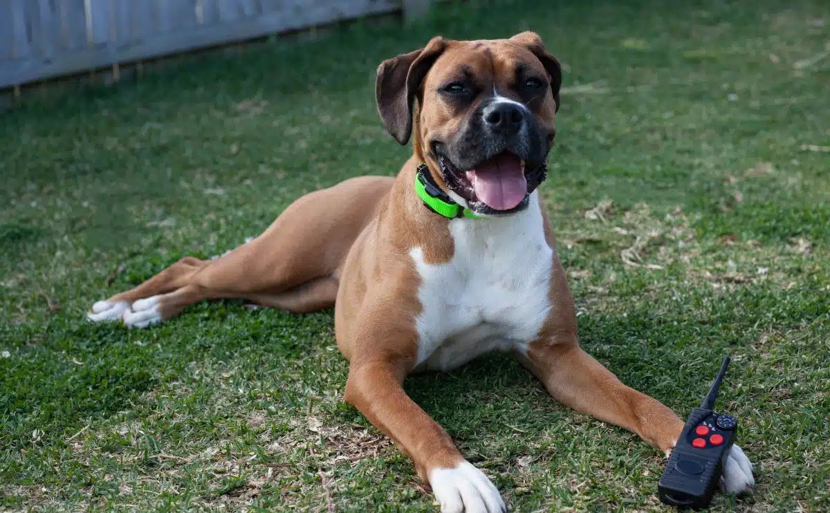 Best shock collar to keep dog in online yard