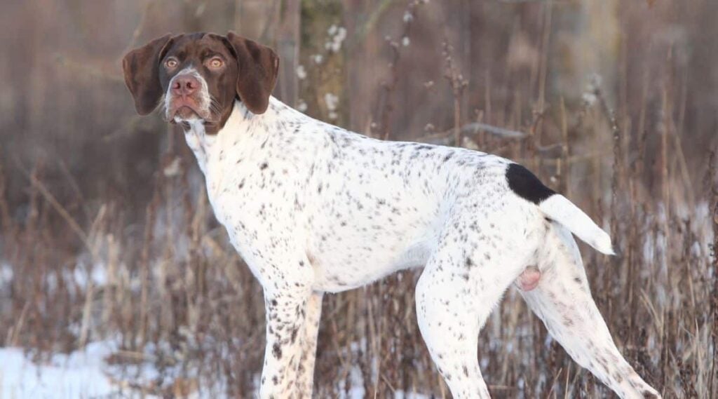 Braque Francais Pyrenean standing in snow looking at camera