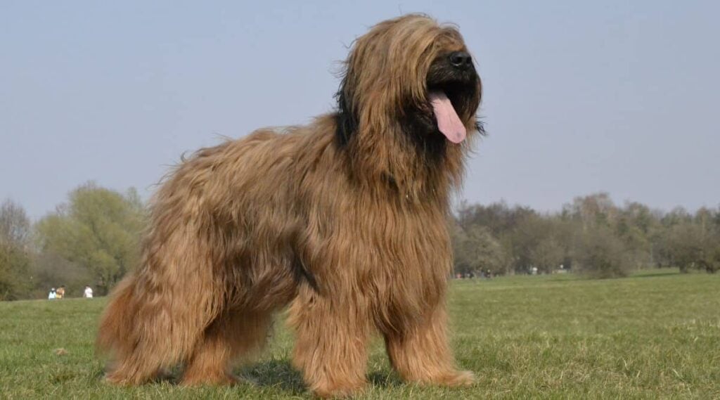 Briard standing outside