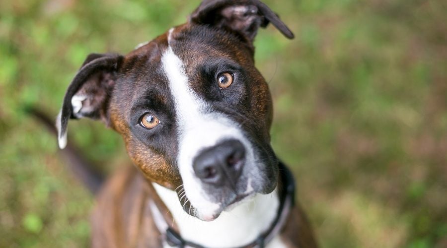 Brindle American Bulldog
