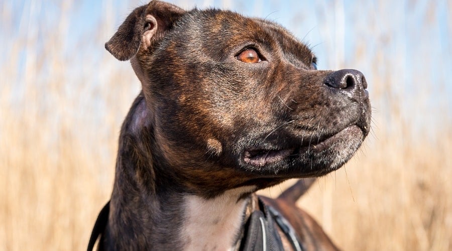 Brindle American Staffordshire Terrier