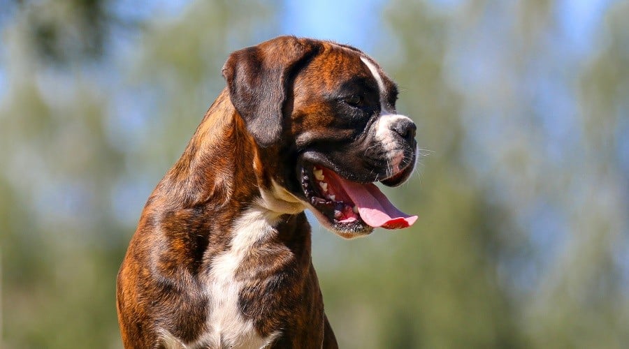Brindle Boxer