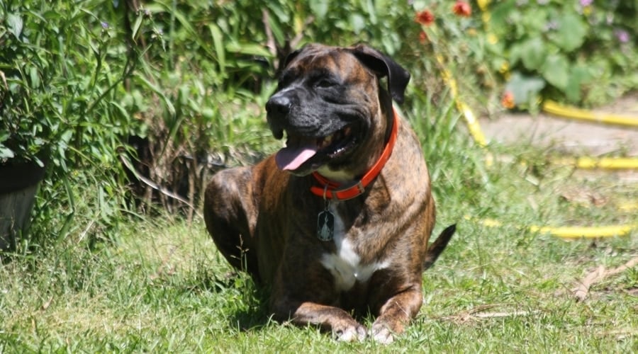 Brindle Boxmas Outdoors