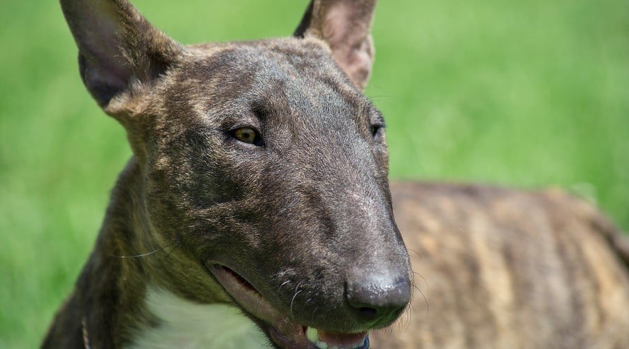 Brindle Bull Terrier