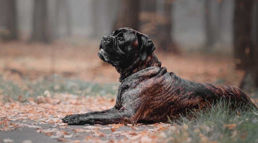 Brindle Bullmastiff Dog