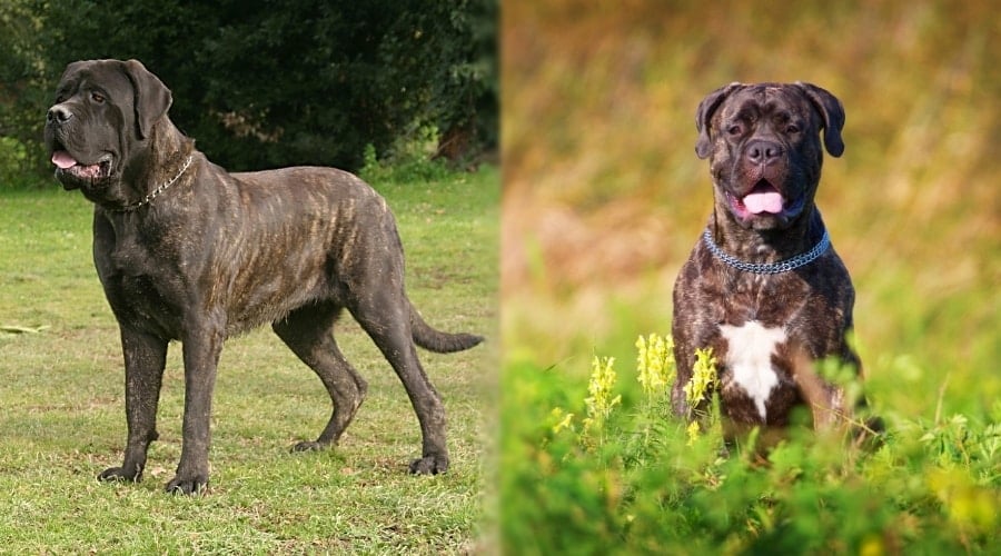 Brindle Bullmastiff and English Mastiff Outdoors