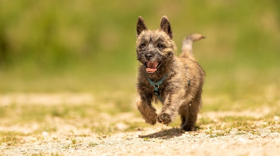 Brindle Cairn Terrier