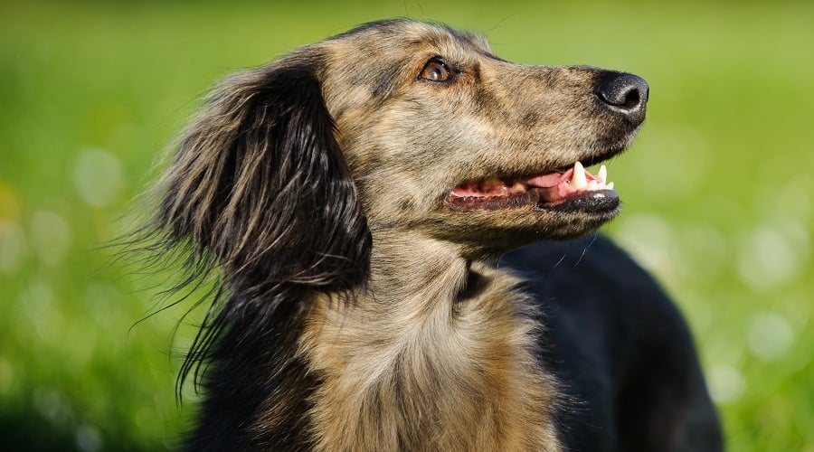Brindle Miniature Dachshund dog outdoor portrait