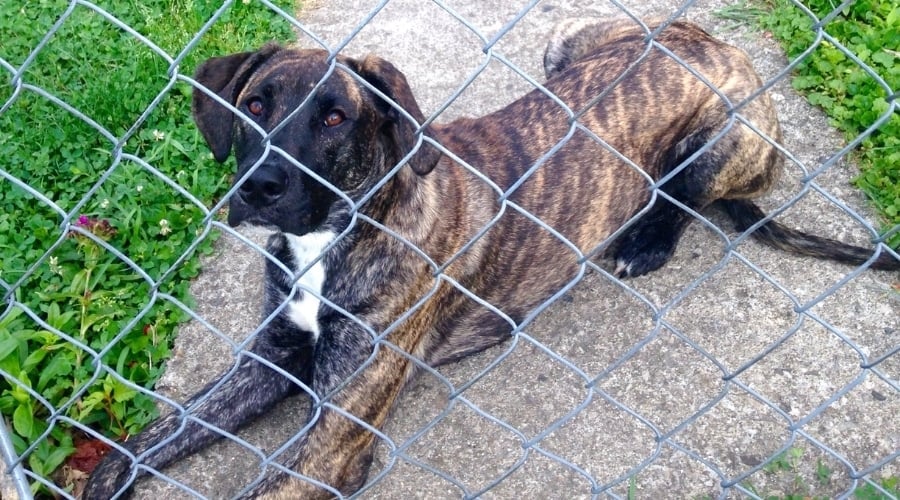 Brindle Dog Behind a Fence