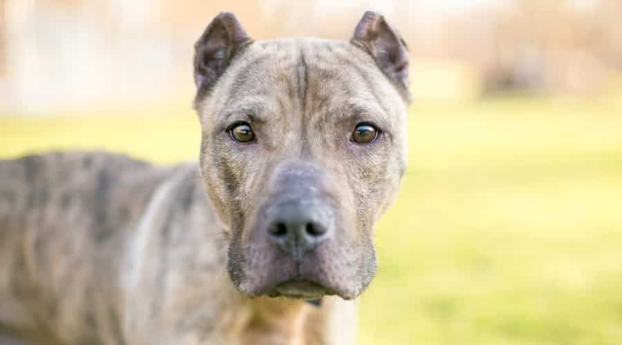 Brindle Dog Looking at Camera