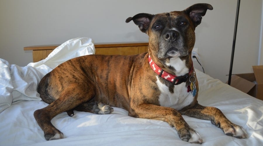 Brindle Dog Lounging on a Bed