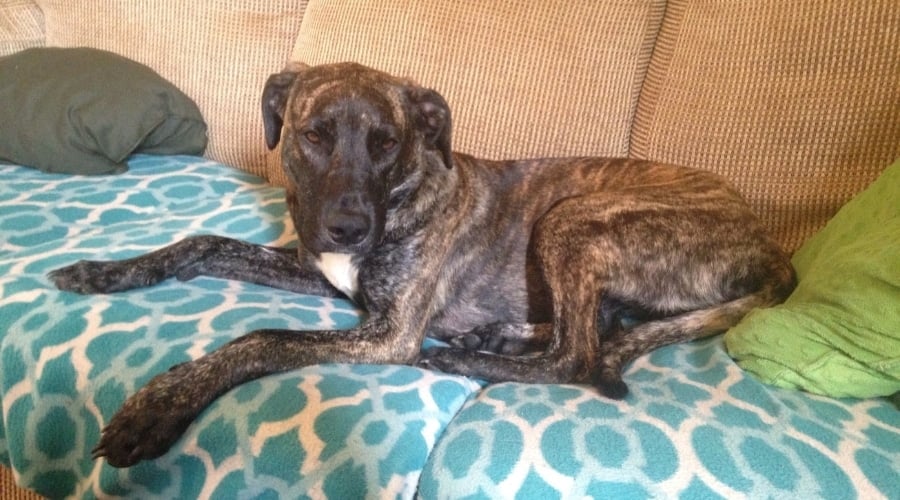 Brindle Dog Lounging on a Sofa