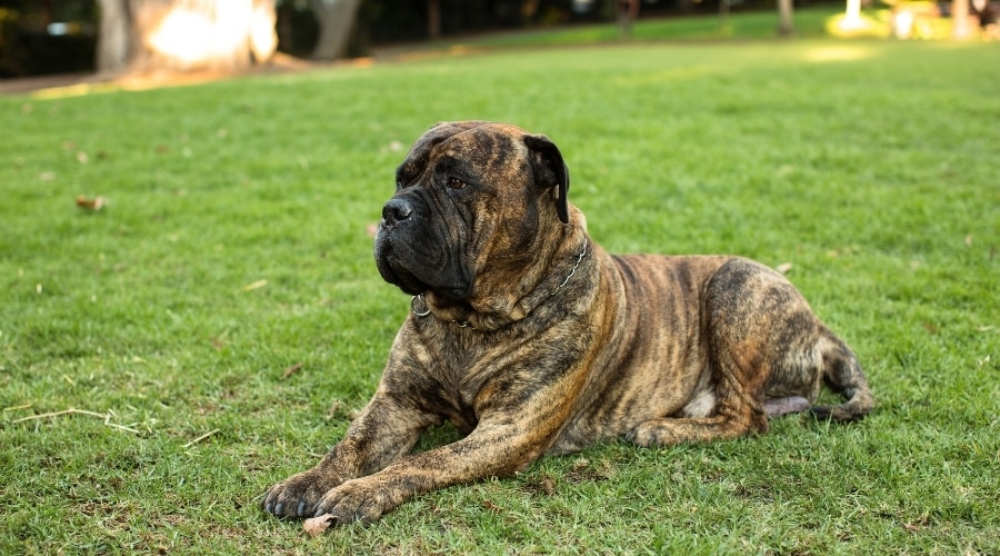 Brindle Dog Outdoors in Backyard