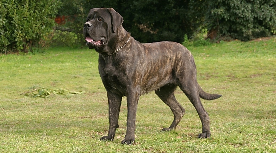 Brindle Dog Outdoors in Grass