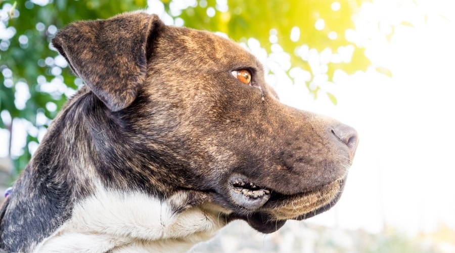 Brindle Dog Outdoors on a Sunny Day