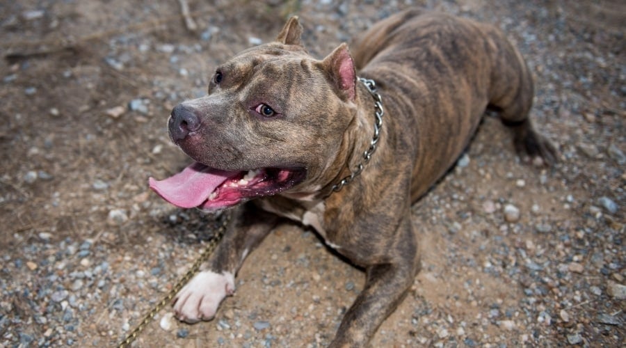 Brindle Dog Playing
