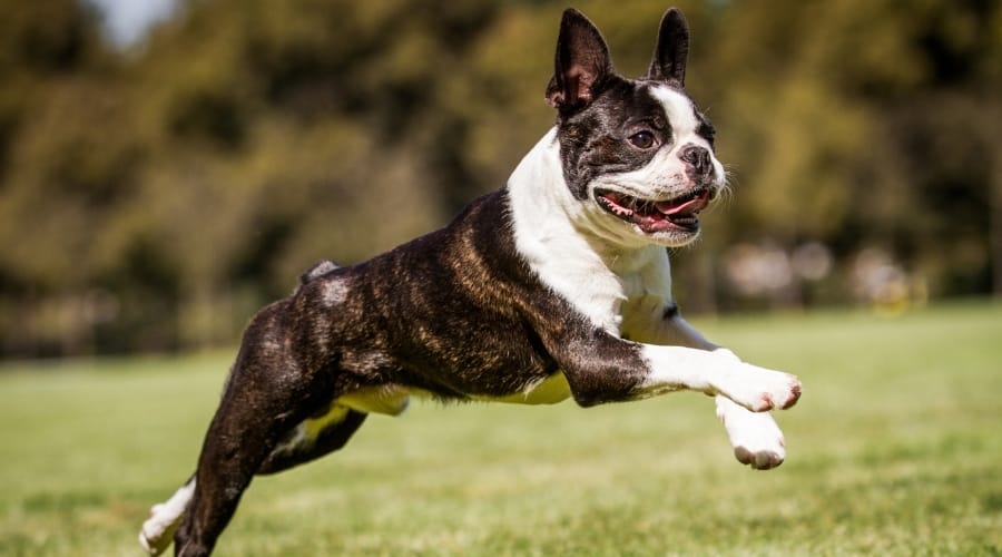 Brindle Dog Running in Grass
