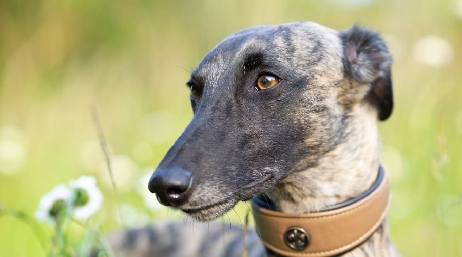 Brindle Dog With Black Face