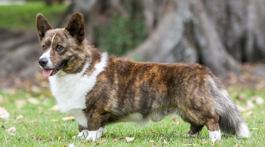 Brindle Dog With Short Legs and Long Tail
