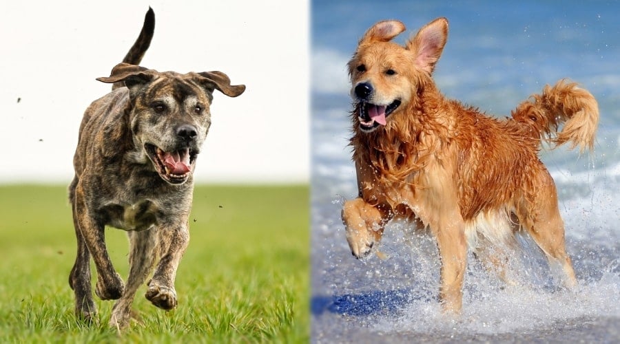 Brindle Dog and Golden Dog Running