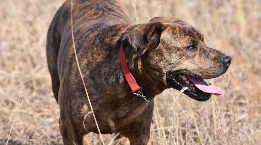 Brindle Dog in Field