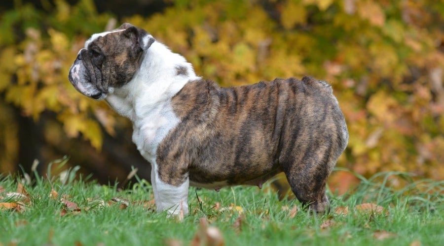 Brindle Dog out in Field
