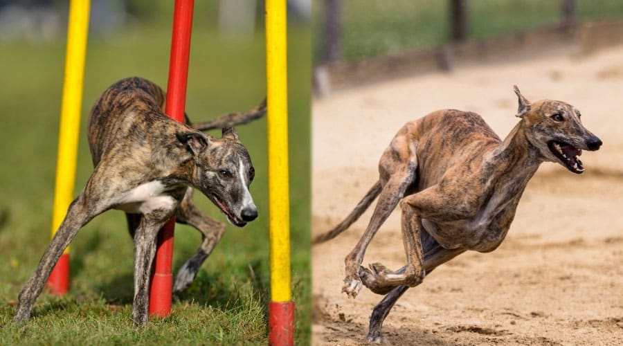 Brindle Dogs Running Courses