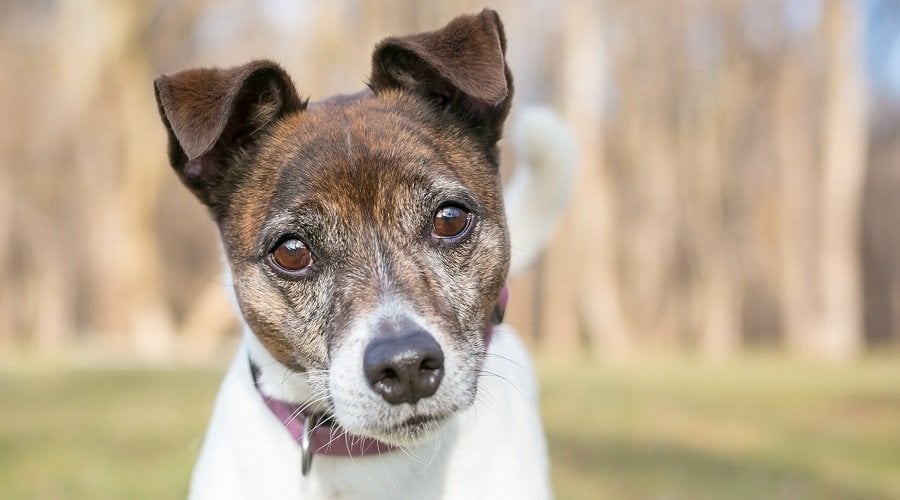 Brindle Face Jack Russel Terrier