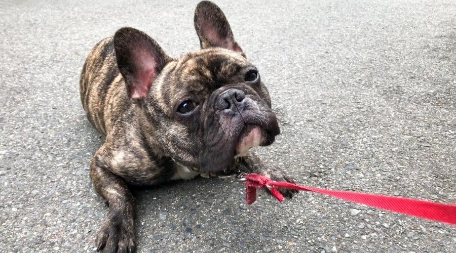 French bulldog being walked on a leash.