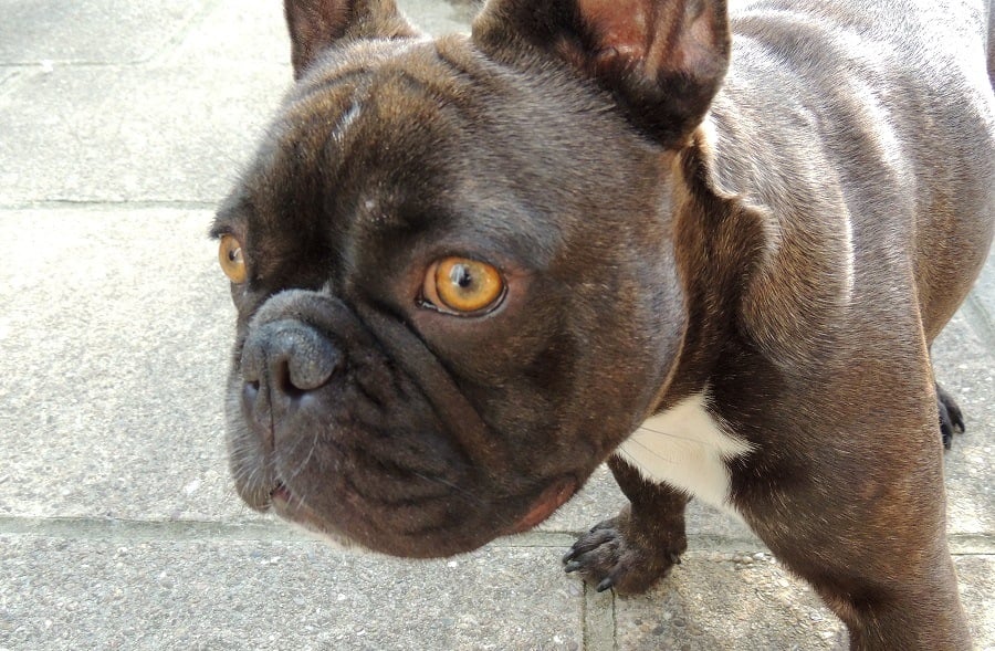 French bulldog face up close.