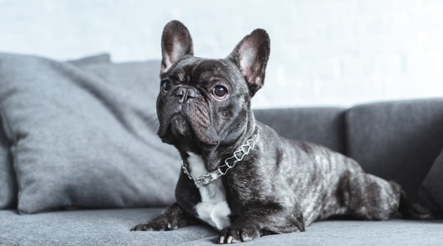 Cute Frenchie Dogs