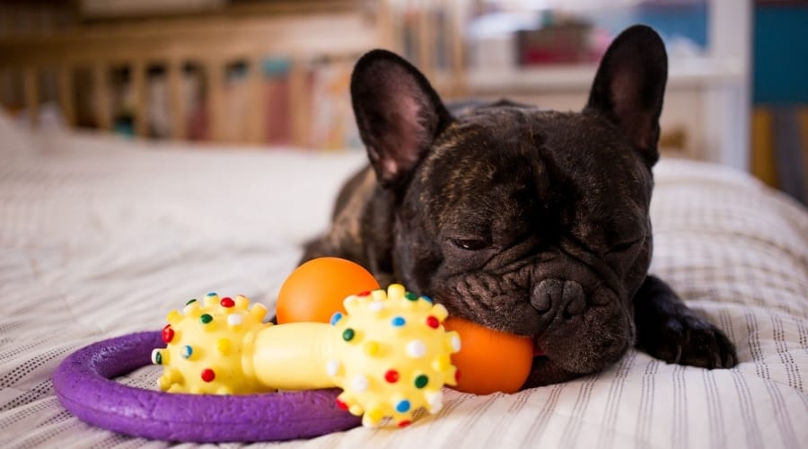 Brindle Frenchie With Dog Toy