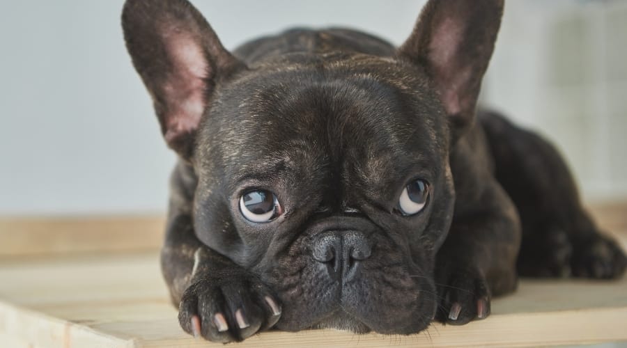 French Bulldog looking sad laying down.