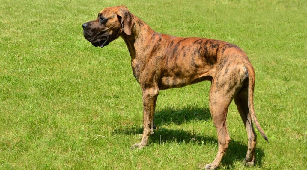 Brindle Great Dane standing in green grass