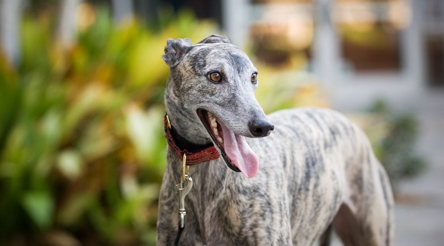 Brindle Greyhound