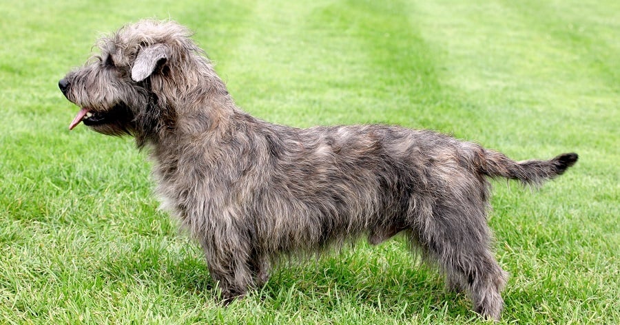 Brindle Imaal Terrier