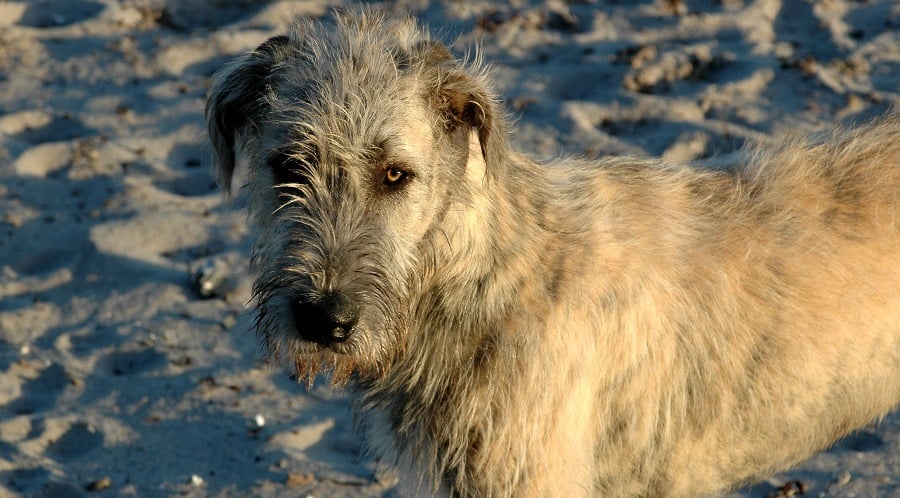 Brindle Irish Wolfhound