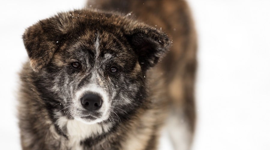 Brindle Japanese Akita