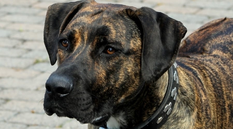 Brindle Pitbull Cane Corso Mix