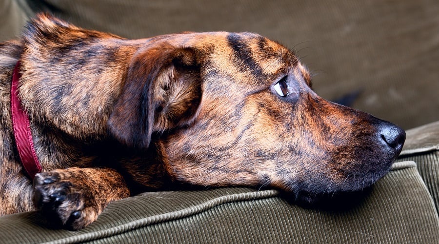 Brindle Plot Hound