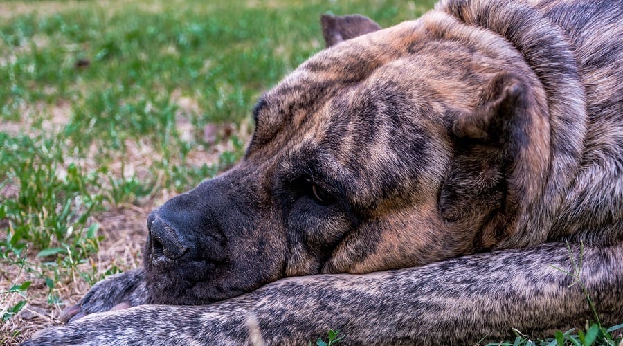 Brindle Presa