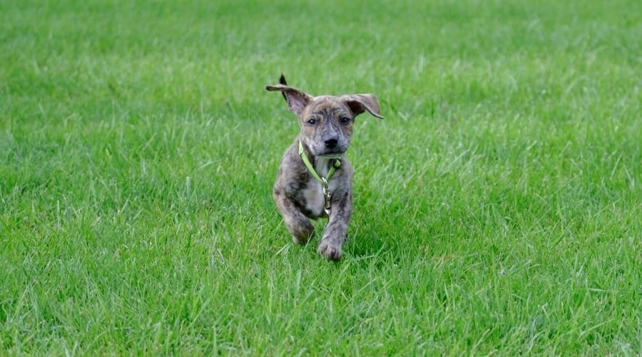 Brindle Puppy Running in a Field