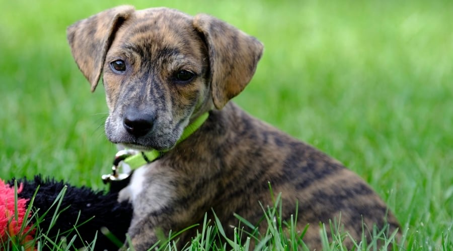 Brindle Puppy in Grass