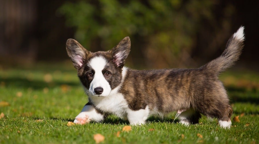 Brindle Welsh Corgi