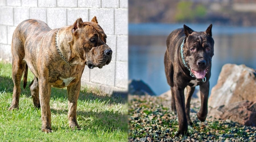 Brindle and Black Dogs Walking Outdoors