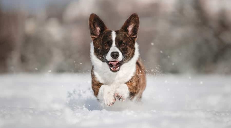 Cardigan Welsh Corgi running outside.