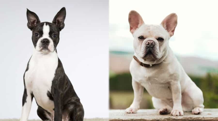 Brindle and White Dog and White Dog Sitting